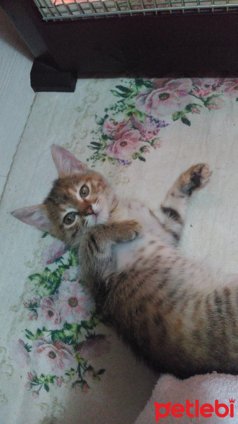Abyssinian, Kedi  Tırtıl fotoğrafı