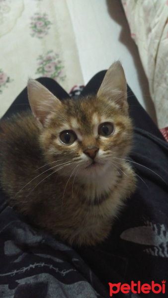 Abyssinian, Kedi  Tırtıl fotoğrafı
