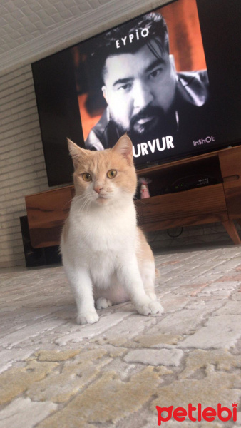British Shorthair, Kedi  Karamel fotoğrafı