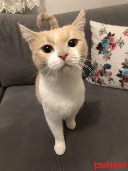 British Shorthair, Kedi  Karamel fotoğrafı