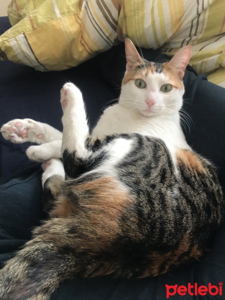 Tekir Kedi, Kedi  Cimbiz fotoğrafı