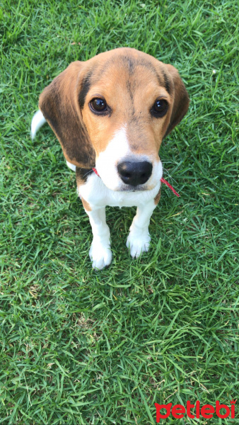 Beagle, Köpek  Bambam fotoğrafı