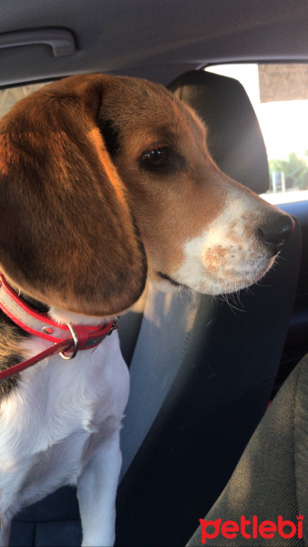 Beagle, Köpek  Bambam fotoğrafı