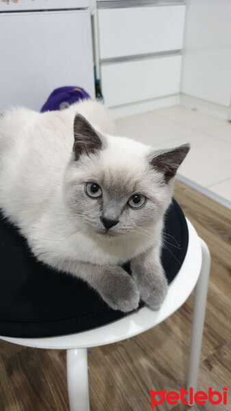 British Shorthair, Kedi  Yumak fotoğrafı