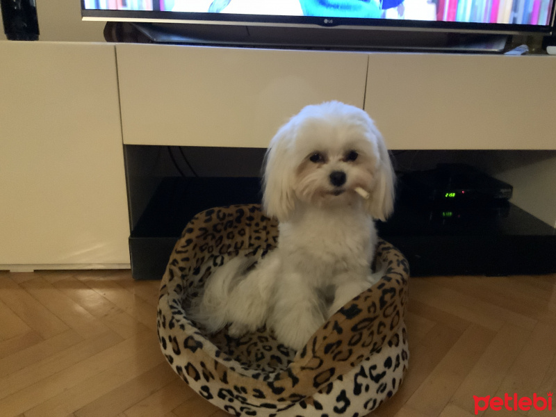 Maltese, Köpek  Şeker fotoğrafı