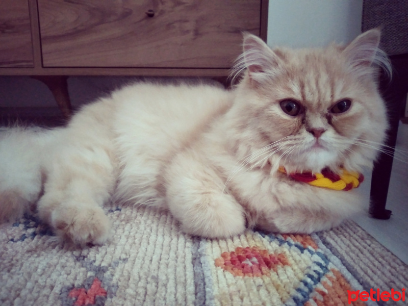 İran Kedisi (Persian), Kedi  Tarçın fotoğrafı