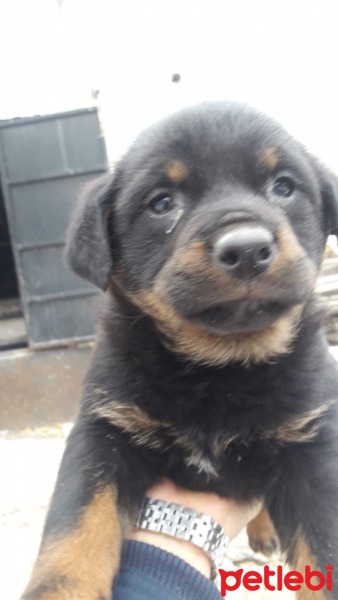 Rottweiler, Köpek  Roxy fotoğrafı