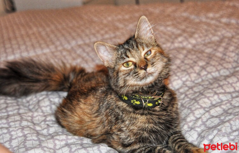 Maine Coon, Kedi  Şans fotoğrafı
