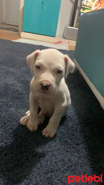 Dogo Arjantin, Köpek  Çapkın fotoğrafı