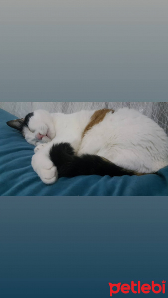 Soke, Kedi  Karamel fotoğrafı