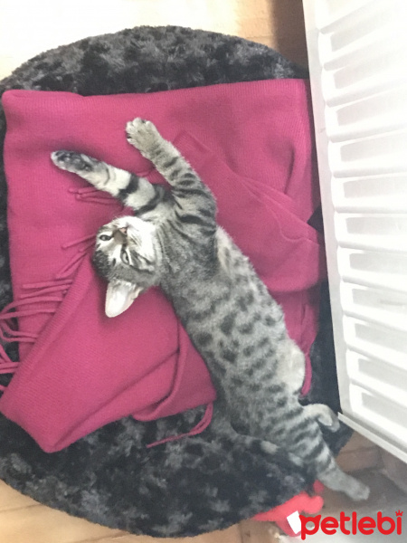Tekir Kedi, Kedi  Lego fotoğrafı