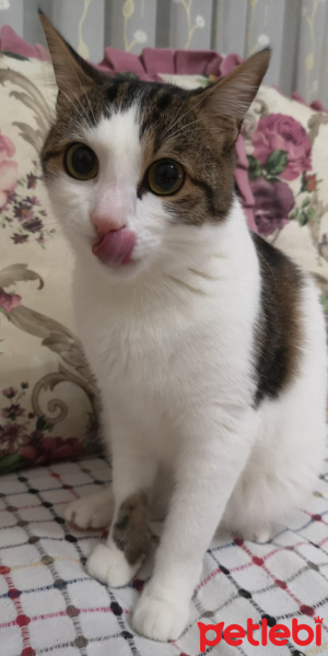 Tekir Kedi, Kedi  BONCUK fotoğrafı