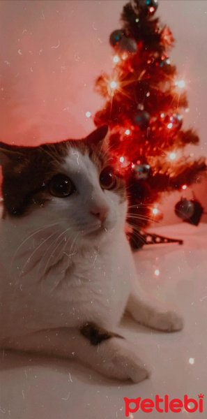 Tekir Kedi, Kedi  BONCUK fotoğrafı