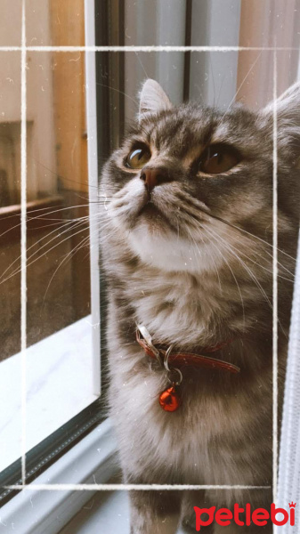 Tekir Kedi, Kedi  MARS fotoğrafı