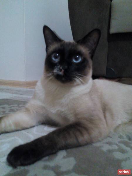 Siyam Kedisi, Kedi  Leonardo fotoğrafı