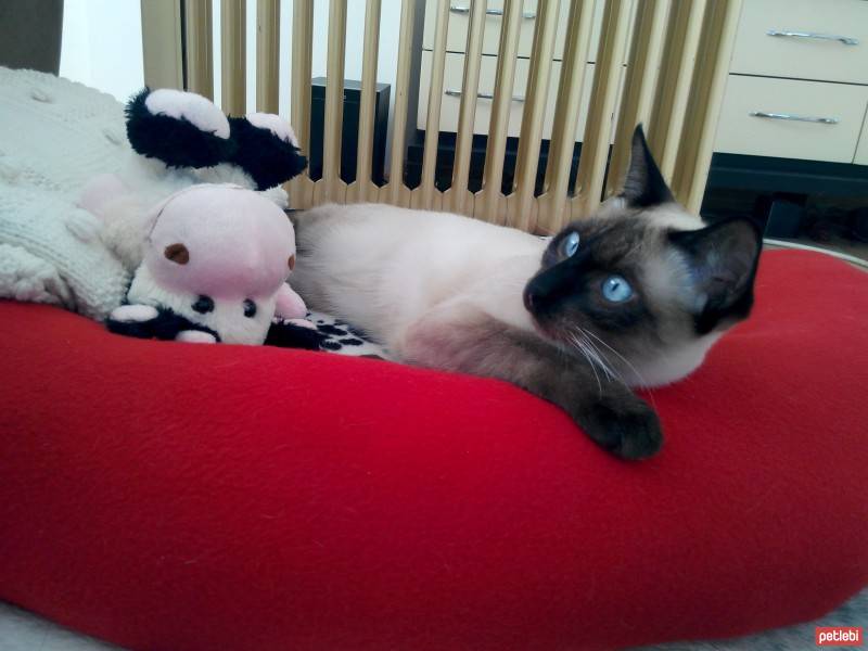 Siyam Kedisi, Kedi  Leonardo fotoğrafı