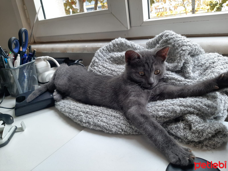 Mavi Rus, Kedi  Minti fotoğrafı