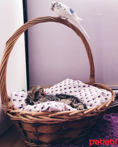 Tekir Kedi, Kedi  Pars fotoğrafı