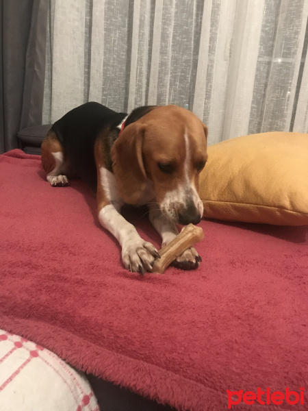 Beagle, Köpek  Wiggle fotoğrafı