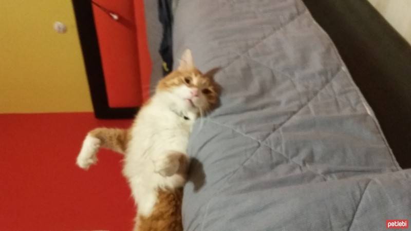 Tuxedo (Smokin) Kedi, Kedi  minti fotoğrafı