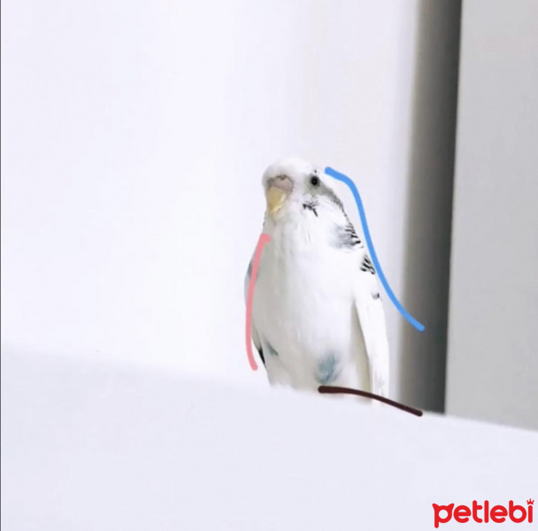 Muhabbet Kuşu, Kuş  Bıcır fotoğrafı