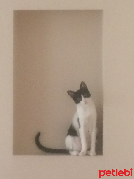 Tuxedo (Smokin) Kedi, Kedi  Pisi fotoğrafı
