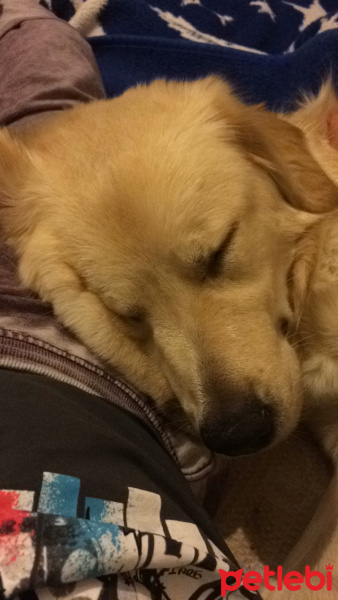 Golden Retriever, Köpek  Albay fotoğrafı