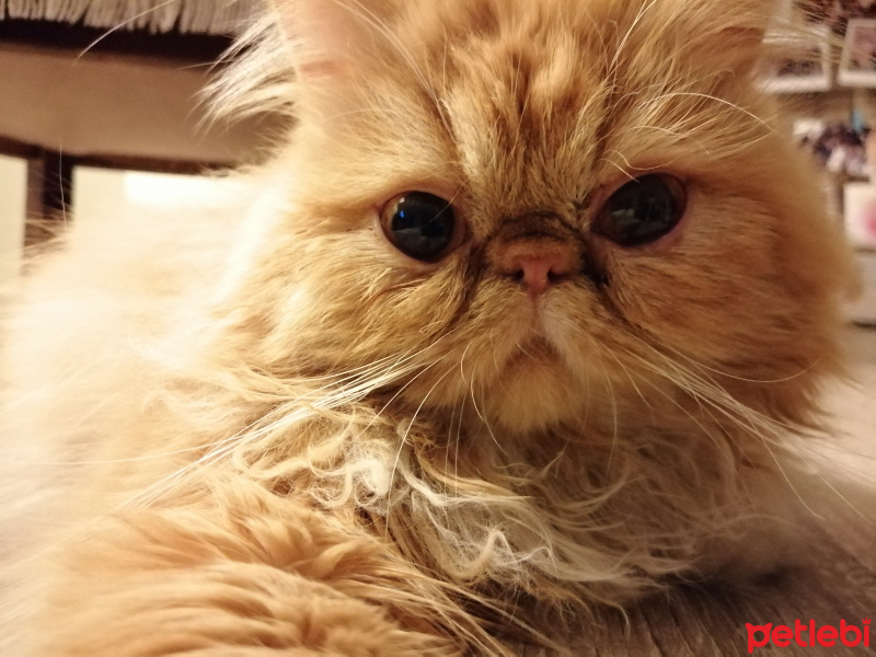 İran Kedisi (Persian), Kedi  Badem fotoğrafı