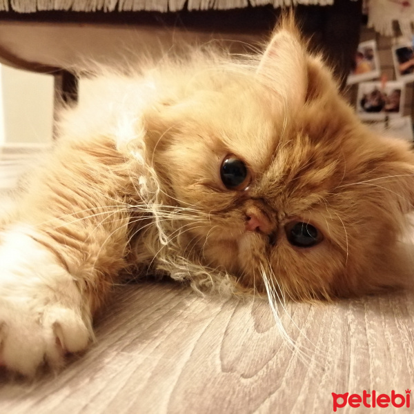 İran Kedisi (Persian), Kedi  Badem fotoğrafı