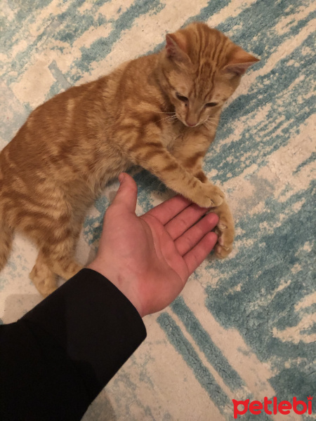 Sarman, Kedi  Pablo fotoğrafı
