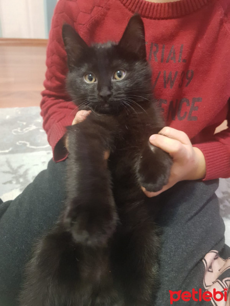 Tekir Kedi, Kedi  duman fotoğrafı