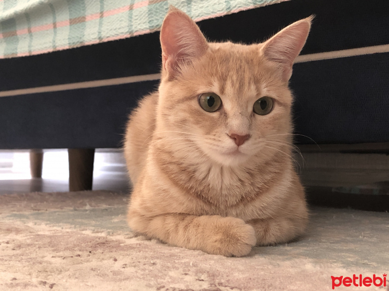 Sarman, Kedi  Limon fotoğrafı