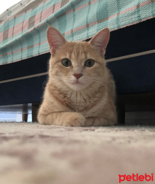 Sarman, Kedi  Limon fotoğrafı