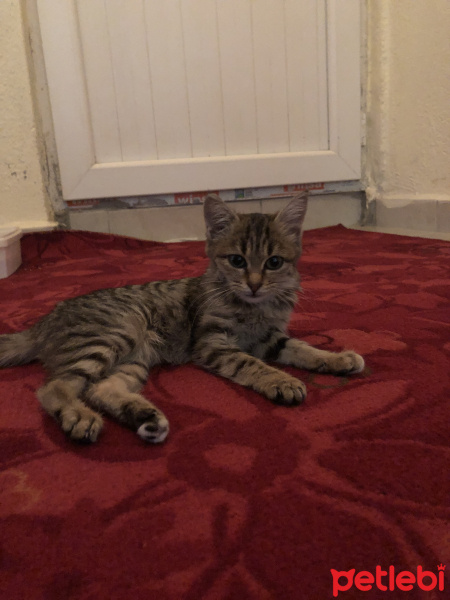 Tekir Kedi, Kedi  Bella fotoğrafı