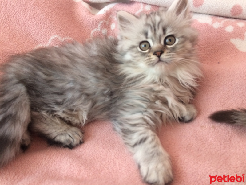British Shorthair, Kedi  Jerry Ve Jelly fotoğrafı
