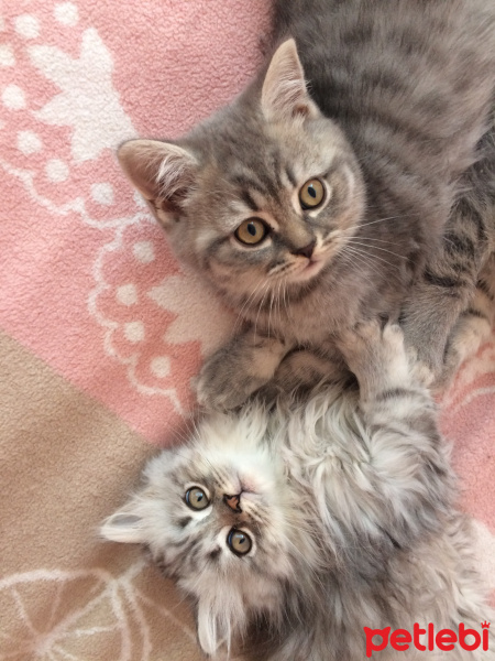 British Shorthair, Kedi  Jerry Ve Jelly fotoğrafı