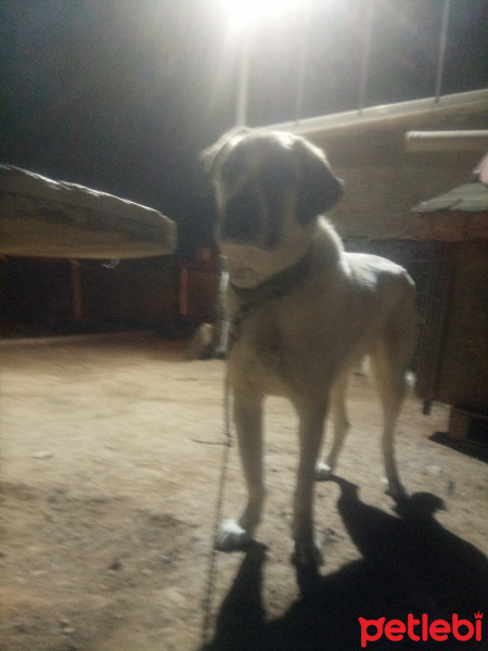 Alabay (Alabai), Köpek  Korsan fotoğrafı