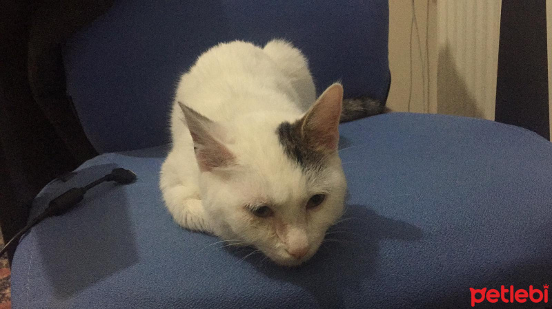 Tekir Kedi, Kedi  Minnoş fotoğrafı