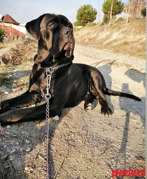 Cane Corso Italiano, Köpek  Maça fotoğrafı