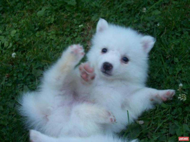 Amerikan Eskimo, Köpek  oscar fotoğrafı