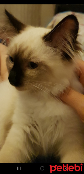 Himalayan, Kedi  Çiko fotoğrafı
