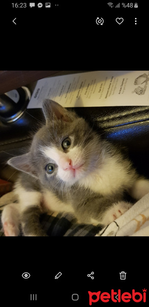 Tekir Kedi, Kedi  Çinko fotoğrafı