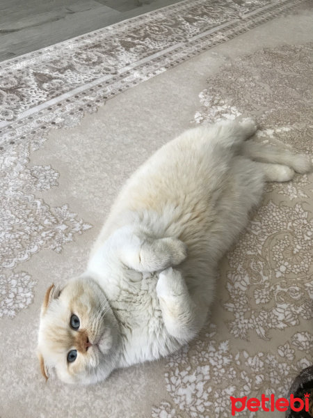 Scottish Fold, Kedi  Puma fotoğrafı