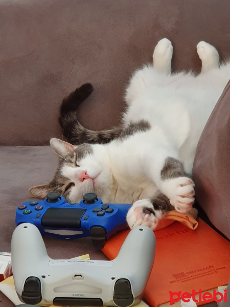 Tekir Kedi, Kedi  Dobby fotoğrafı