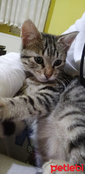 Tekir Kedi, Kedi  İsimsiz fotoğrafı