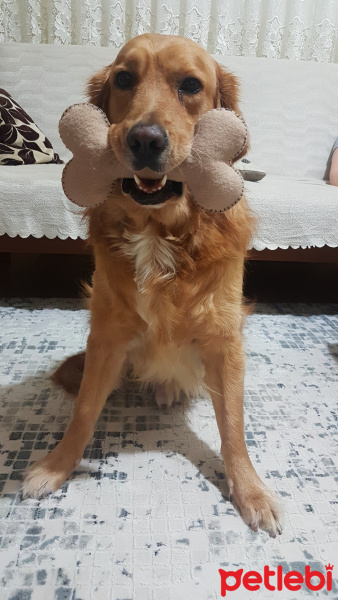 Golden Retriever, Köpek  Paşa fotoğrafı