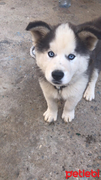 Sibirya Kurdu (Husky), Köpek  Çakır fotoğrafı