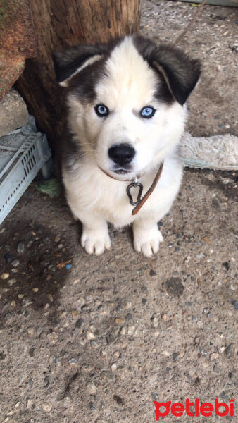 Sibirya Kurdu (Husky), Köpek  Çakır fotoğrafı