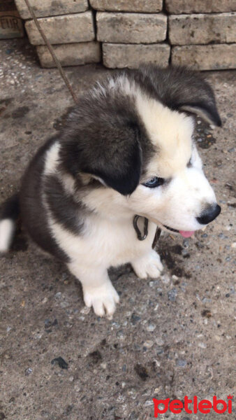 Sibirya Kurdu (Husky), Köpek  Çakır fotoğrafı