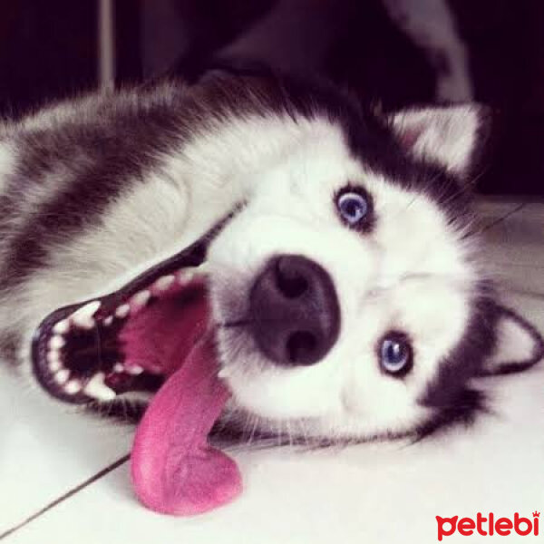 Sibirya Kurdu (Husky), Köpek  Çakır fotoğrafı